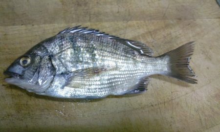 風がふいているなかの釣り